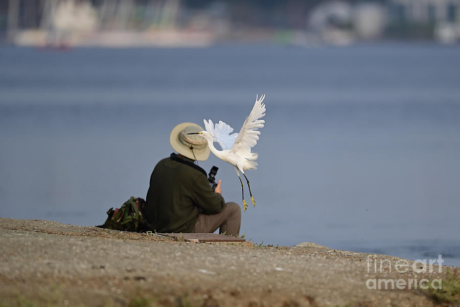 Snowy Egret and a Photographer Photograph by Amazing Action Photo Video
