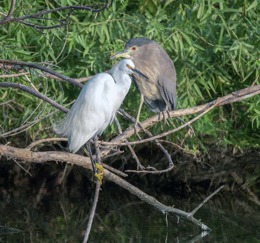 Snowy Egret and Black-crowned Night Heron 9600-092020-2 Photograph by Tam Ryan