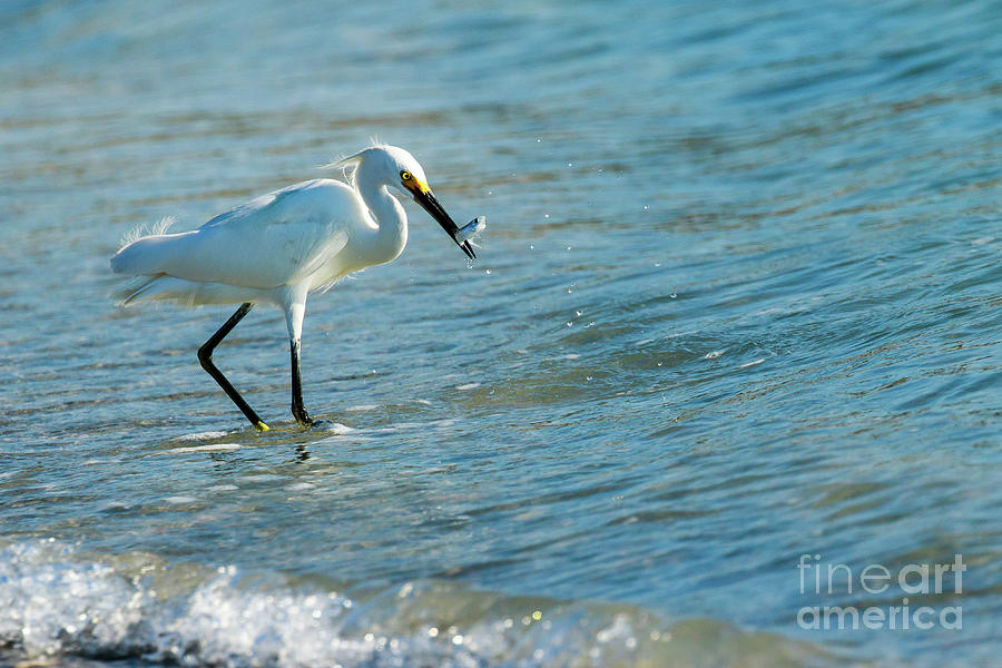Snowy Egret And Fish Photograph by Ben Graham