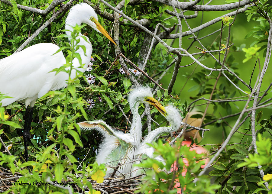 Snowy Egret and her babies Photograph by Tahmina Watson