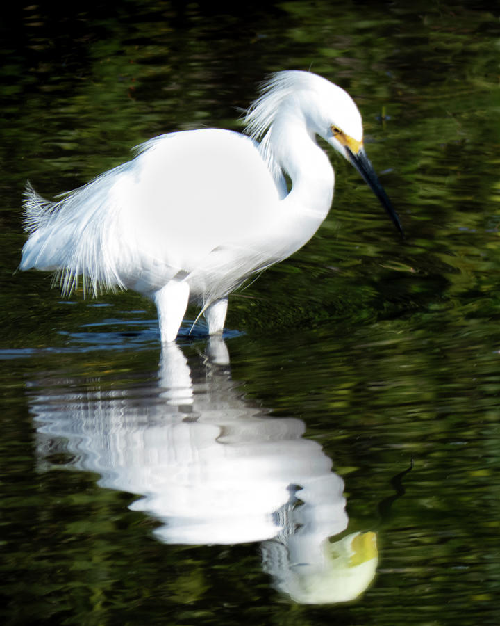 Snowy Egret and His Reflection Photograph by George Harth