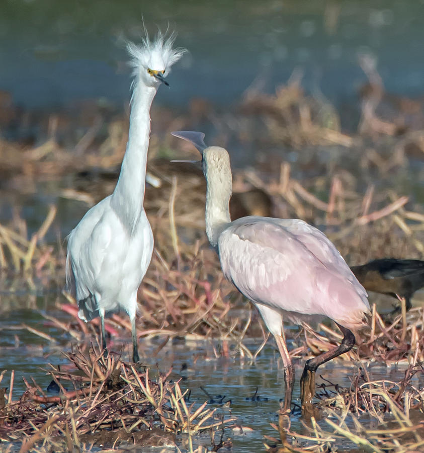 Snowy Egret and Roseate Spoonbill 1163-092620-3 Photograph by Tam Ryan