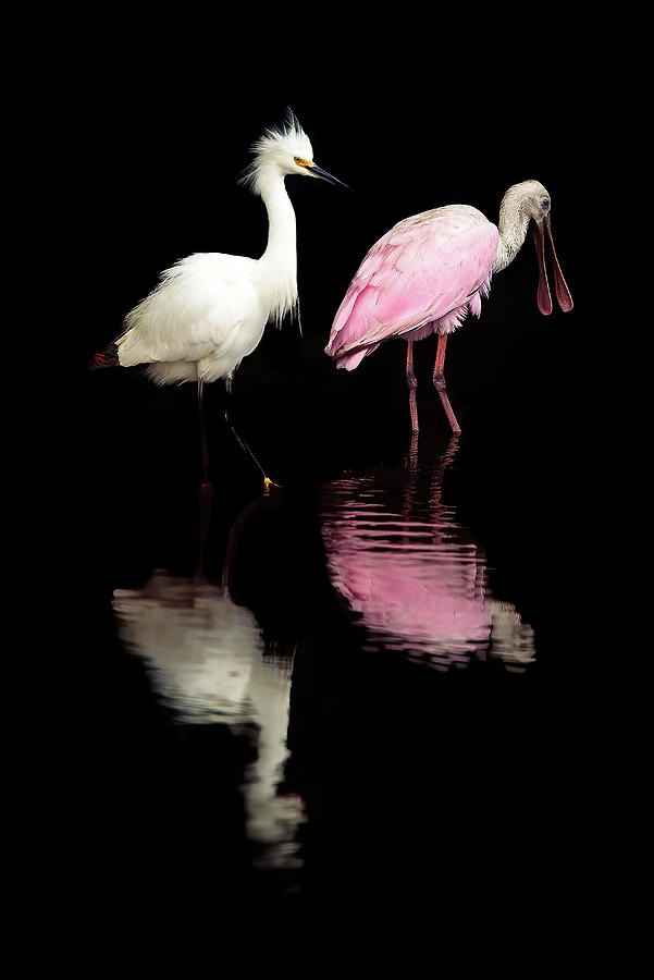 Snowy Egret and Roseate Spoonbill Photograph by Serge Skiba