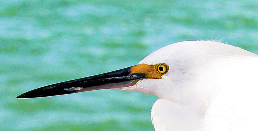 Snowy Egret and the Gulf of Mexico Photograph by Joanne Carey