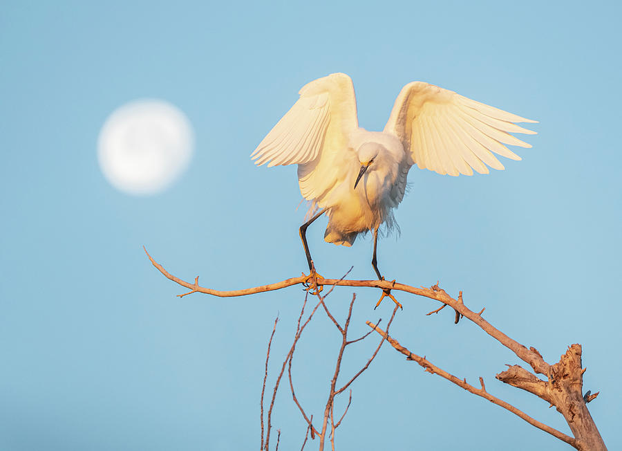 Snowy Egret and the Moon 3851-011220-2 Photograph by Tam Ryan