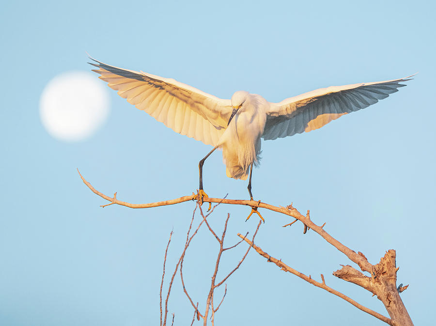 Snowy Egret and the Moon 3852-011220-2 Photograph by Tam Ryan