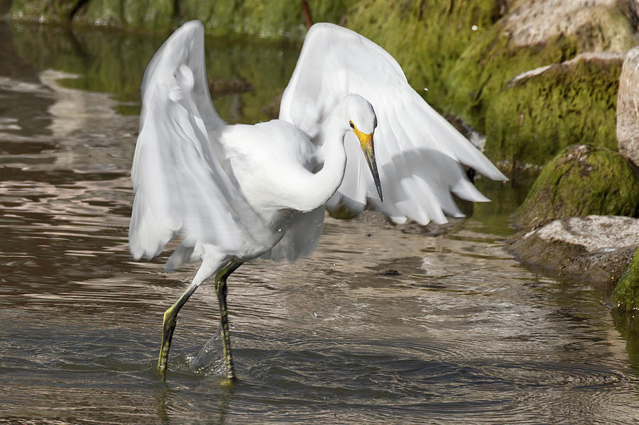 Snowy Egret Angel Wings Photograph by Kathleen Bishop