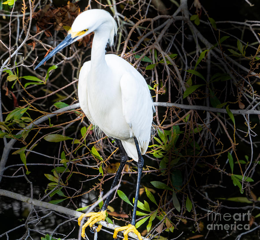 Snowy Egret at Eagle Lake Park in Florida Photograph by L Bosco