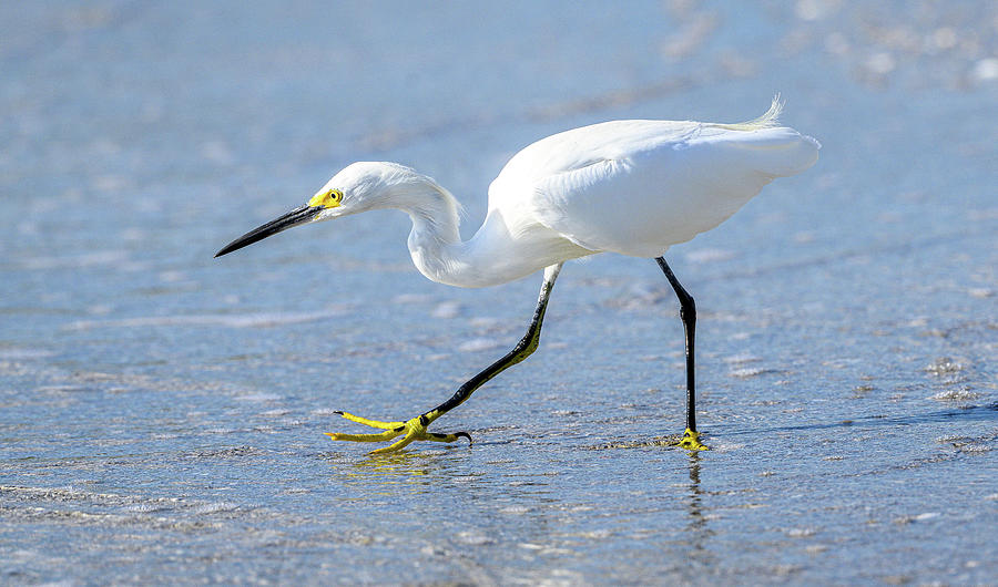 Snowy Egret at Longboat Key Photograph by Julie Barrick