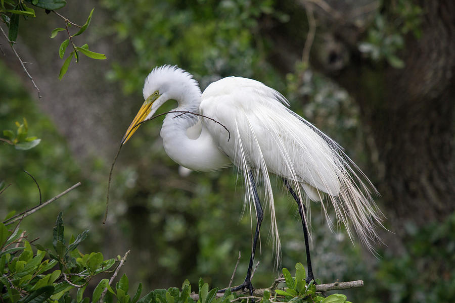 Snowy Egret Building a Nest Photograph by Dorothy Cunningham