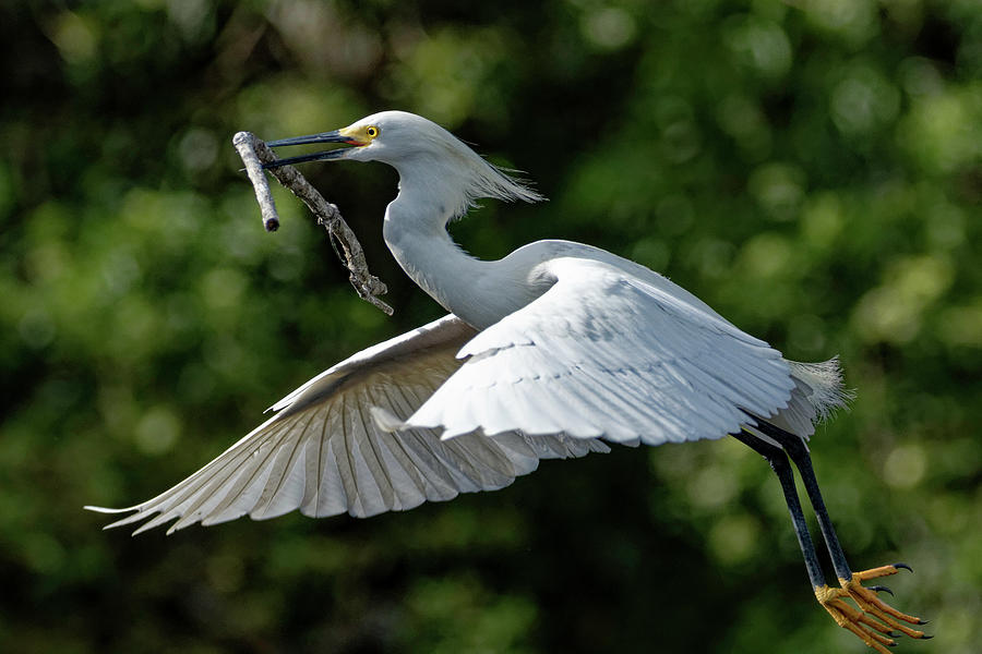 Snowy Egret Building Nest Photograph by Darrell Gregg - Fine Art America