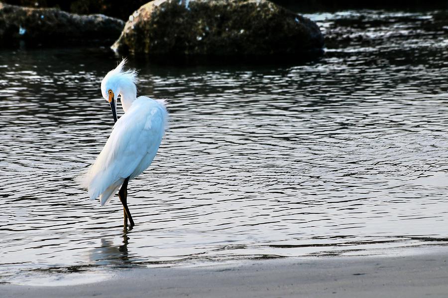 Snowy Egret Photograph