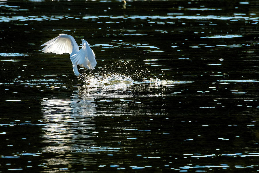 Snowy Egret Catch on the Move Photograph by Debra Martz