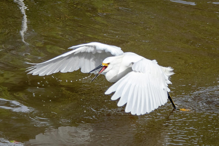 Snowy Egret catches fish on the wing.  Photograph by Bradford Martin