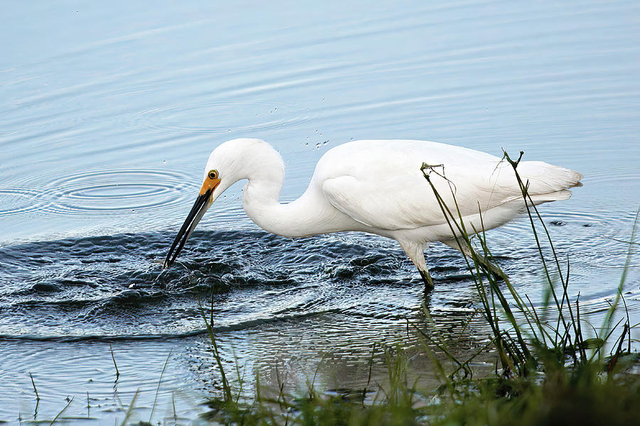 Snowy Egret Catching Fish Photograph by Gina Fitzhugh