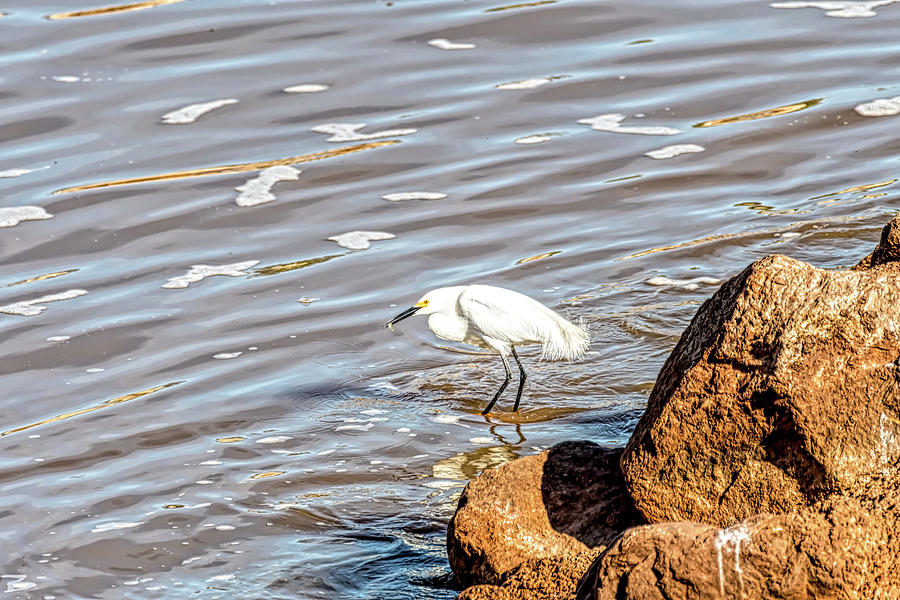 Snowy Egret Caught Its Fish Photograph
