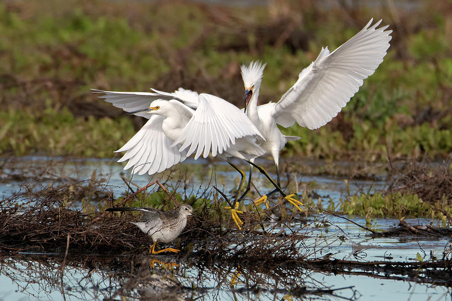 Snowy Egret Chase 0013-020920-2 Photograph by Tam Ryan