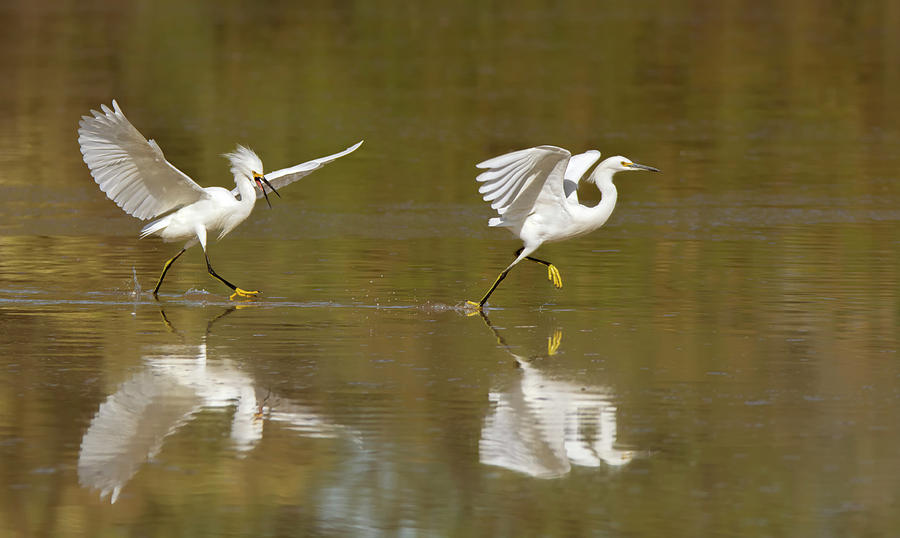 Snowy Egret Chase 0763-111718-2 Photograph by Tam Ryan