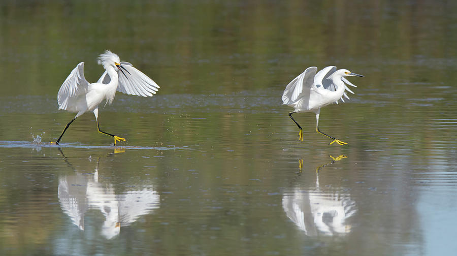 Snowy Egret Chase 0764-111718-2 Photograph by Tam Ryan