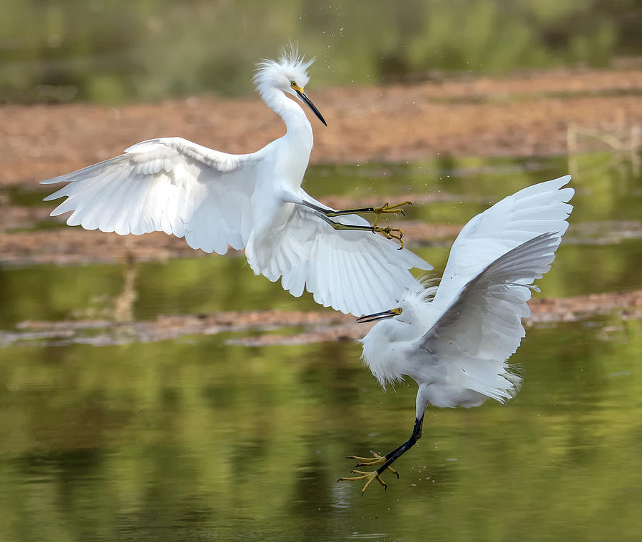 Snowy Egret Chase 091920-9541-2 Photograph by Tam Ryan