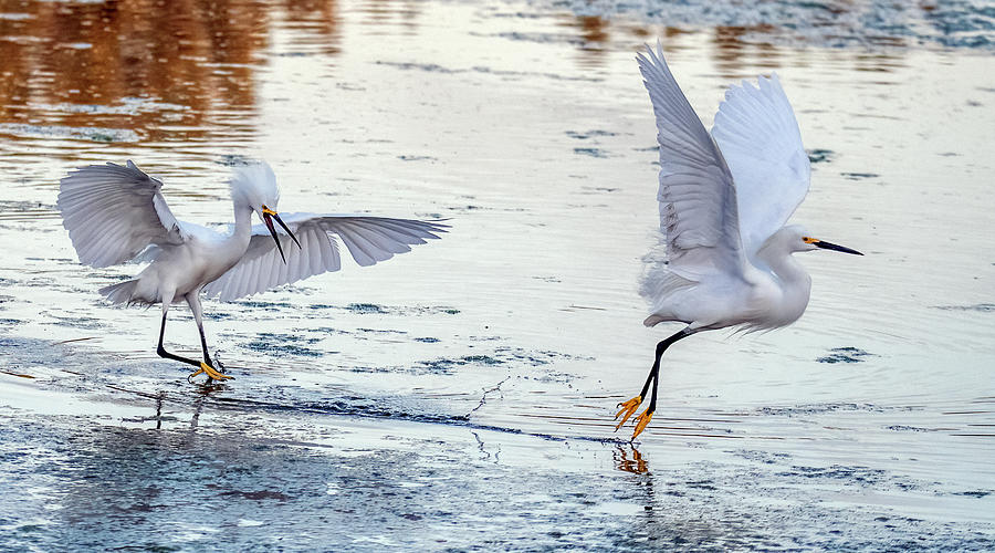 Snowy Egret Chase 3179-041621-2 Photograph by Tam Ryan