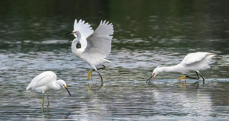 Snowy Egret Chase 5053-101522-2 Photograph by Tam Ryan