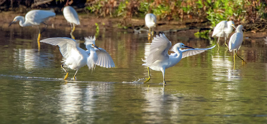 Snowy Egret Chase 5802-112219-2 Photograph by Tam Ryan