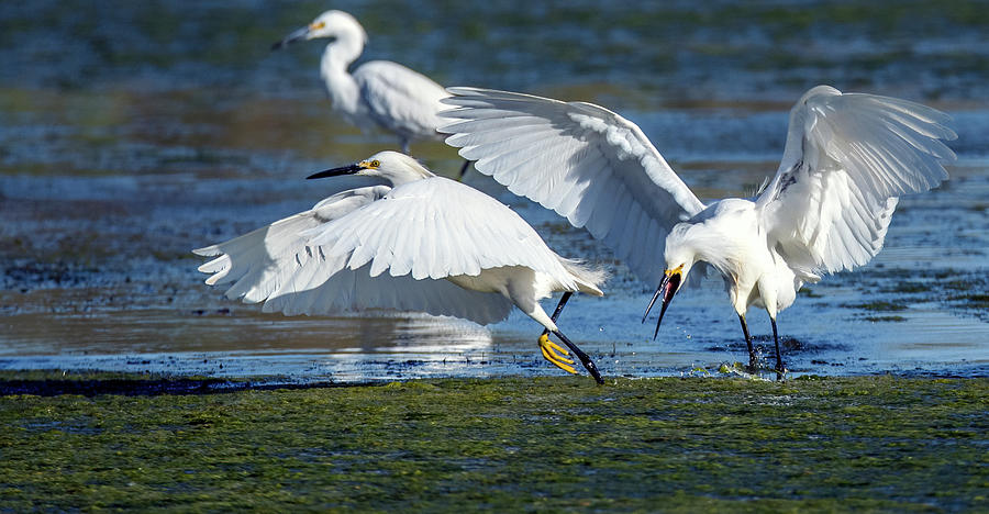 Snowy Egret Chase 7507-052821-2 Photograph by Tam Ryan