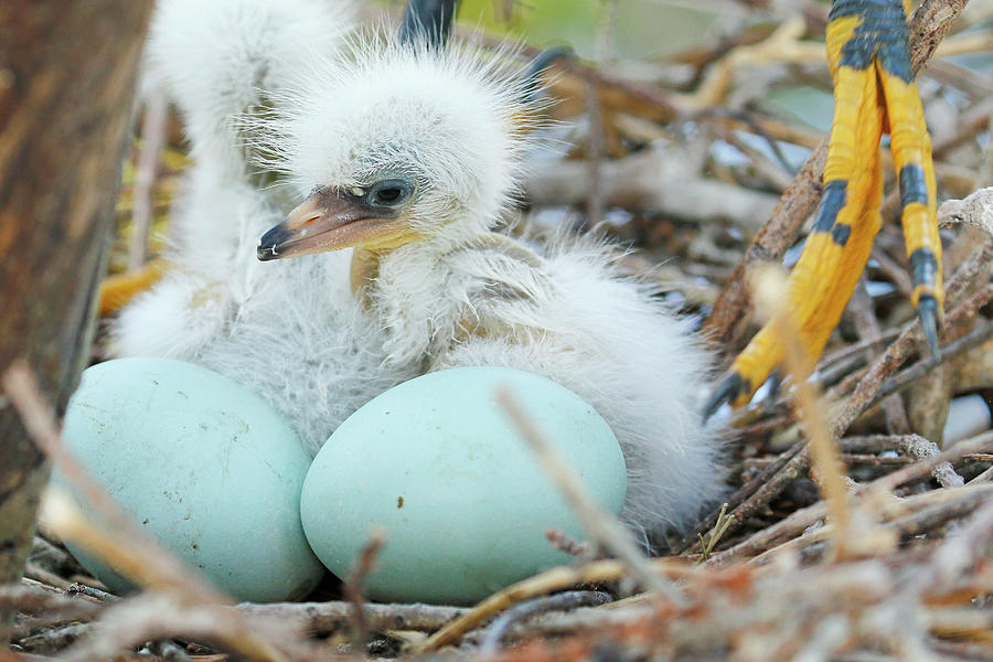 Snowy Egret Chick and Eggs Photograph by MaryJane Sesto