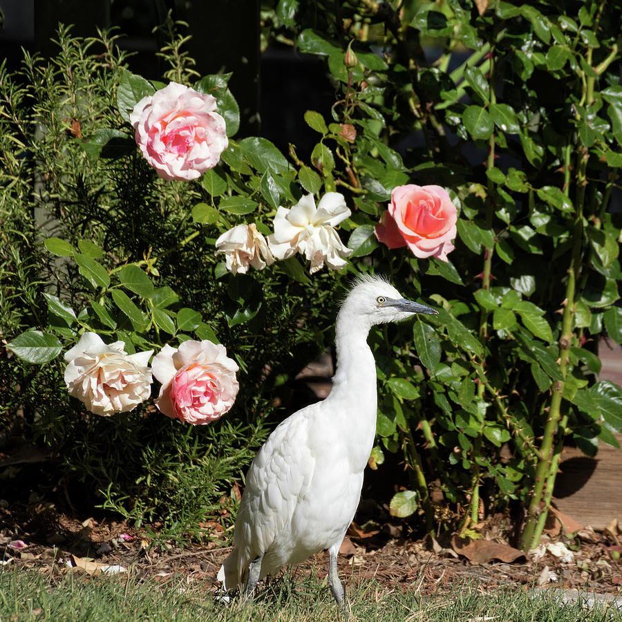Snowy Egret Chick Hunting Among Pink Roses  Photograph by Kathleen Bishop