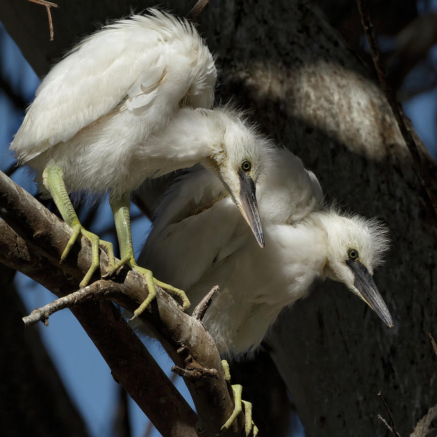 Snowy Egret Chicks on a Branch  Photograph by Kathleen Bishop