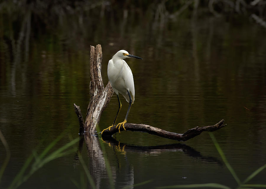 Snowy Egret Photograph by Cindy McIntyre