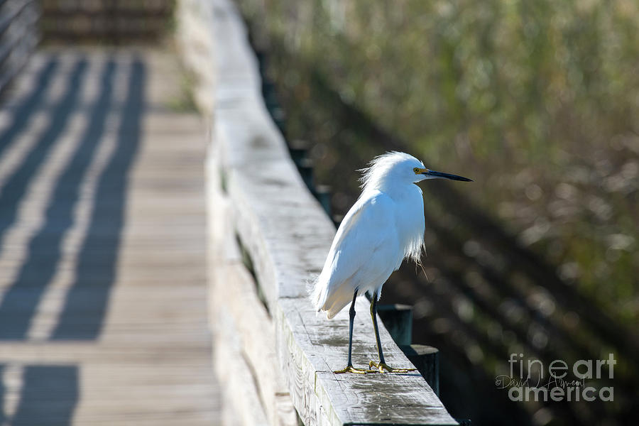 Snowy Egret Photograph by David Arment