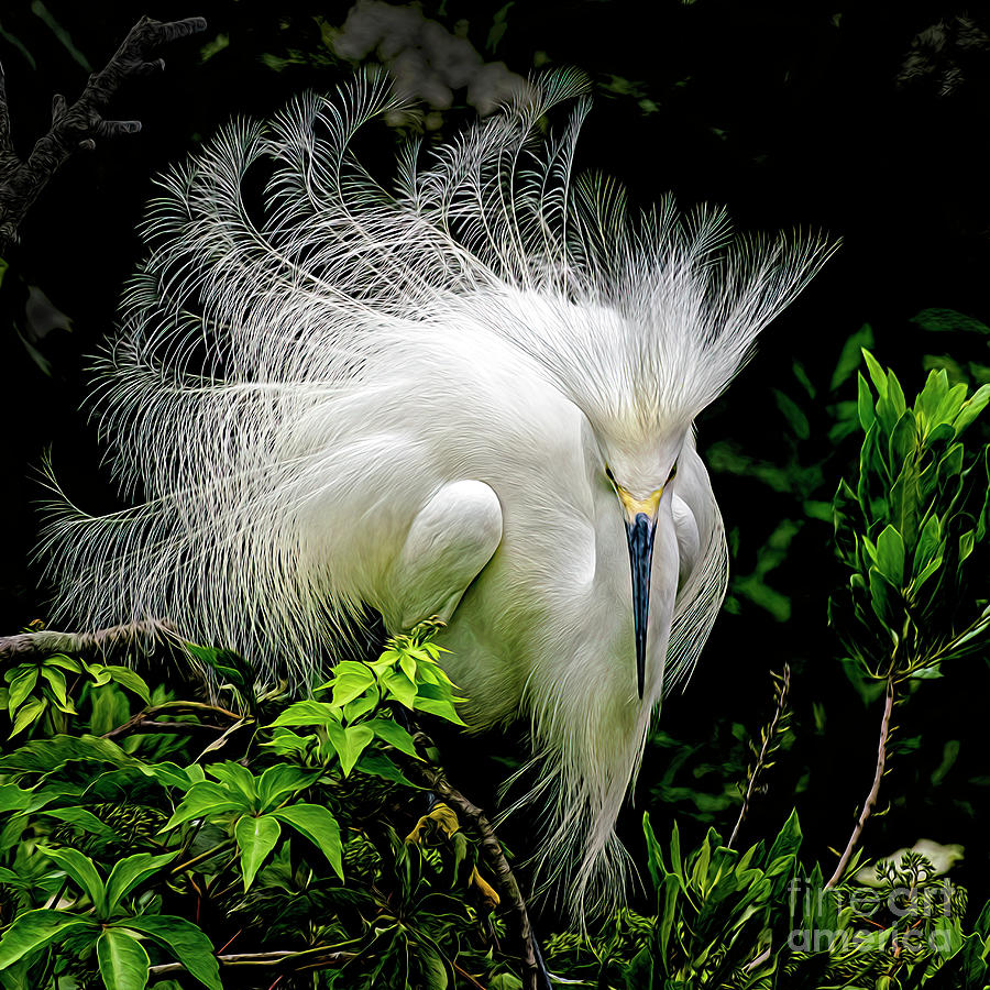 Snowy egret displaying Photograph by Brian Tarr