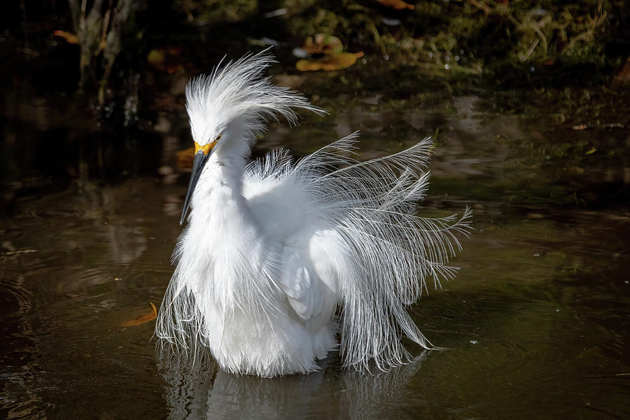Snowy Egret Displaying Plumes Photograph by Bradford Martin