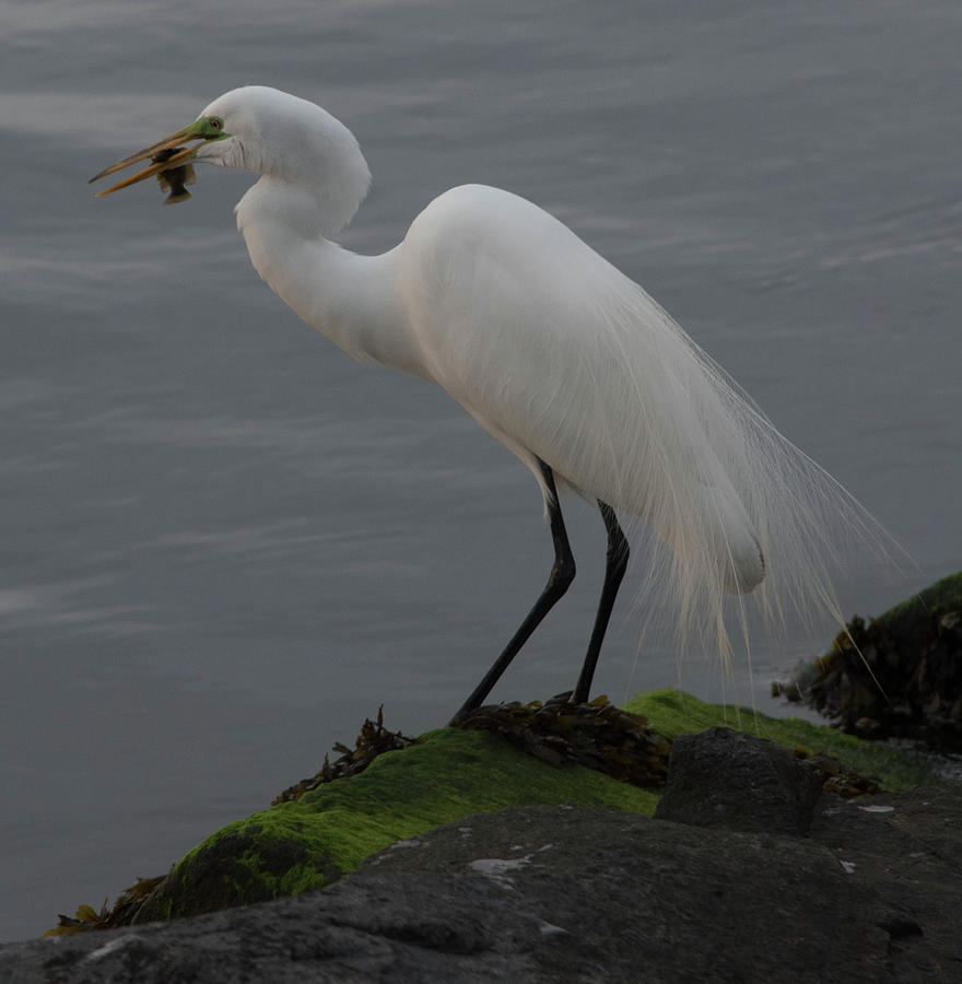 Snowy Egret Eating a Snack Photograph by Alan Goldberg