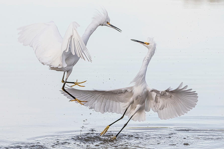 Snowy Egret Face-off 3877-112221-2 Photograph by Tam Ryan