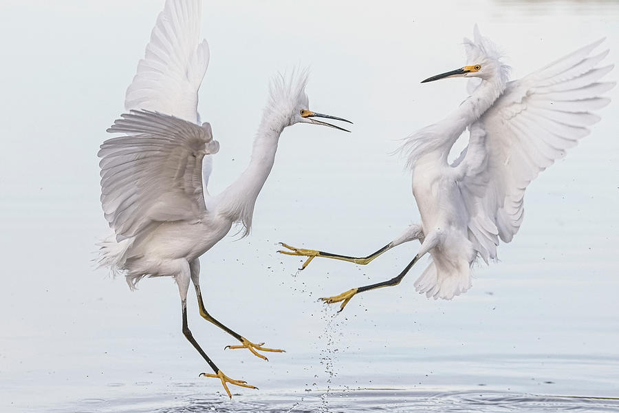 Snowy Egret Face-off 3878-112221-2 Photograph by Tam Ryan