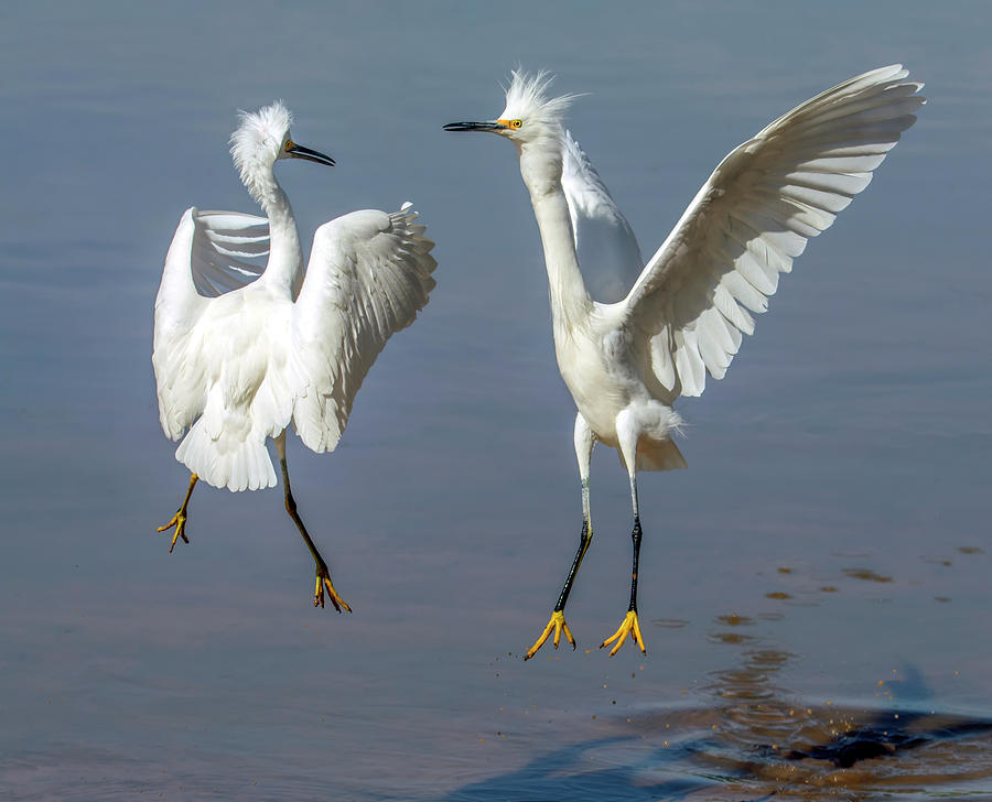Snowy Egret Fight 1016-111718-3 Photograph by Tam Ryan
