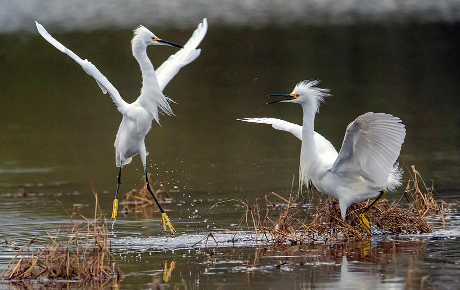 Snowy Egret Fight 1331-123119-2 Photograph by Tam Ryan