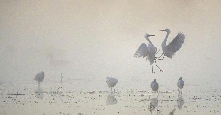 Snowy Egret Fight in the Mist 2868-010720-2 Photograph by Tam Ryan