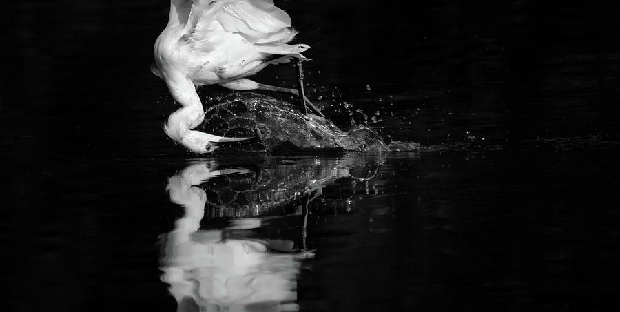 Snowy Egret Fishing 5309-080919-8-h-bw Photograph by Tam Ryan