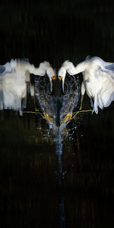 Snowy Egret Fishing 5309-080919-8v-c Photograph by Tam Ryan