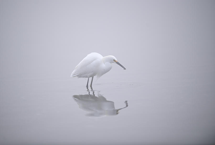 Snowy Egret Fishing In The Fog - Shoreline Lake Photograph
