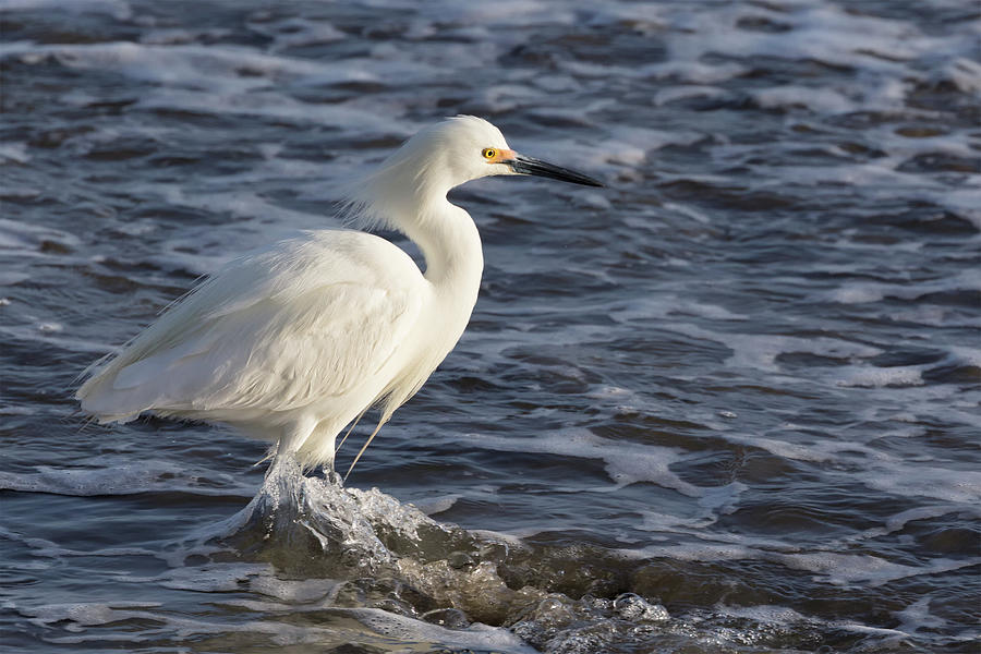 Snowy Egret Fishing in the Surf  Photograph by Kathleen Bishop