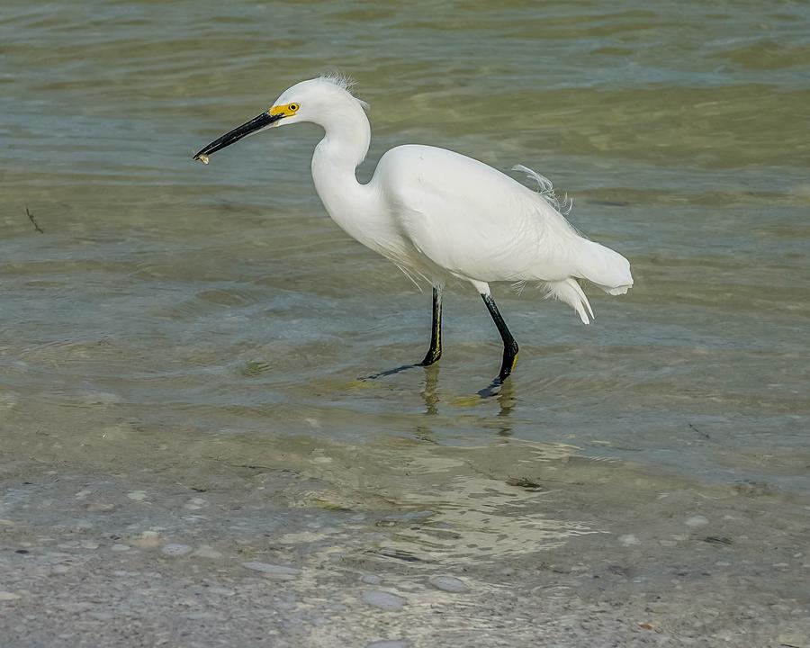 Snowy Egret Fishing Photograph by Susan Rydberg