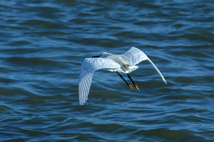 Snowy Egret Flight Over Lake Photograph by Yeates Photography