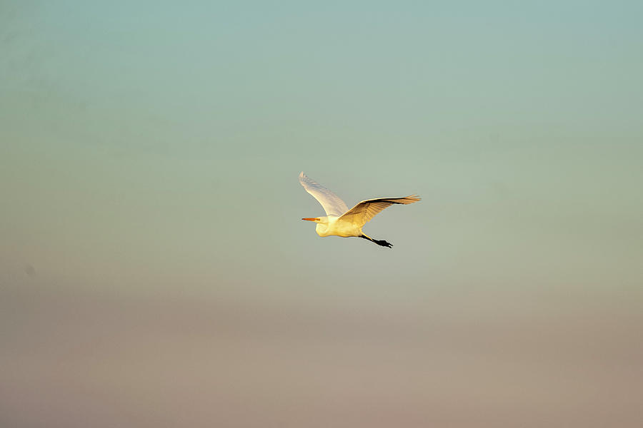 Snowy egret flying in the sky at end of day Photograph by Dan Friend