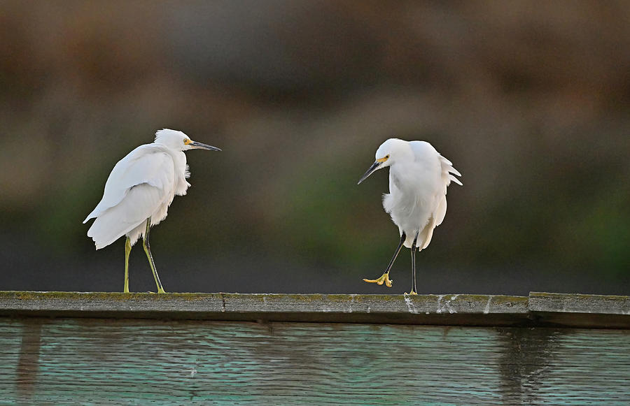 Snowy Egret - Getting A Step Closer To Friend Photograph