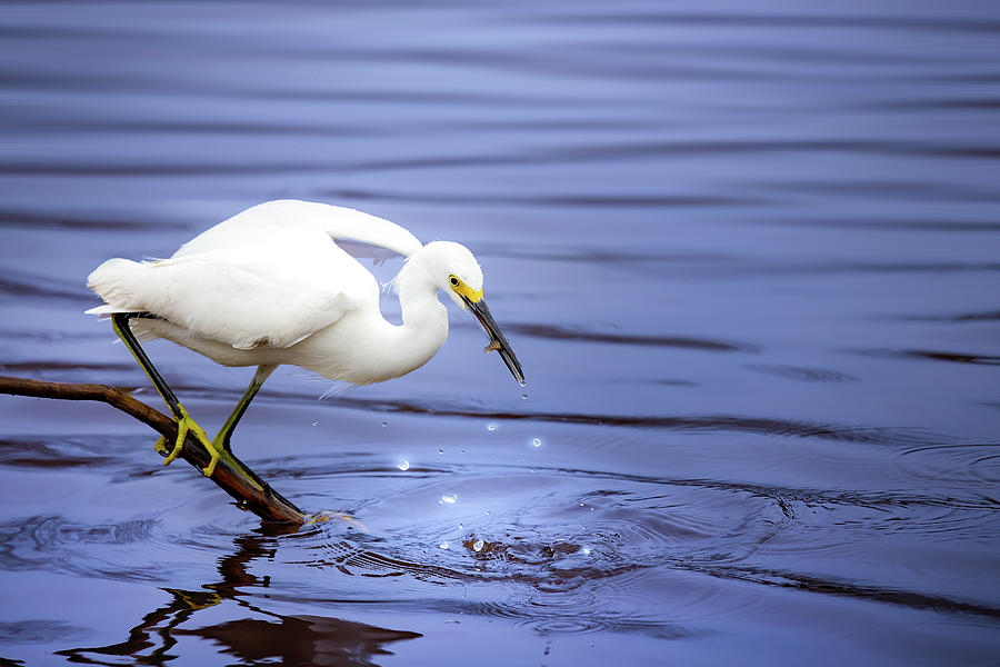 Snowy Egret Grabs a Snack Photograph by Mark Andrew Thomas